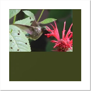 A Hummingbird partaking in Bee Balm Nectar Posters and Art